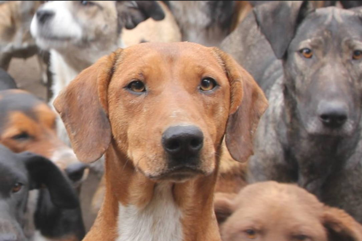 Dog Happiness be vzw