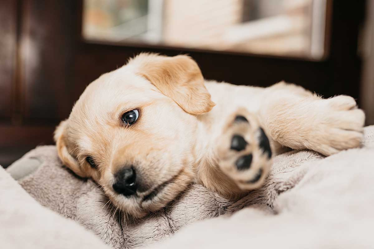 Belgisch Centrum voor Geleidehonden