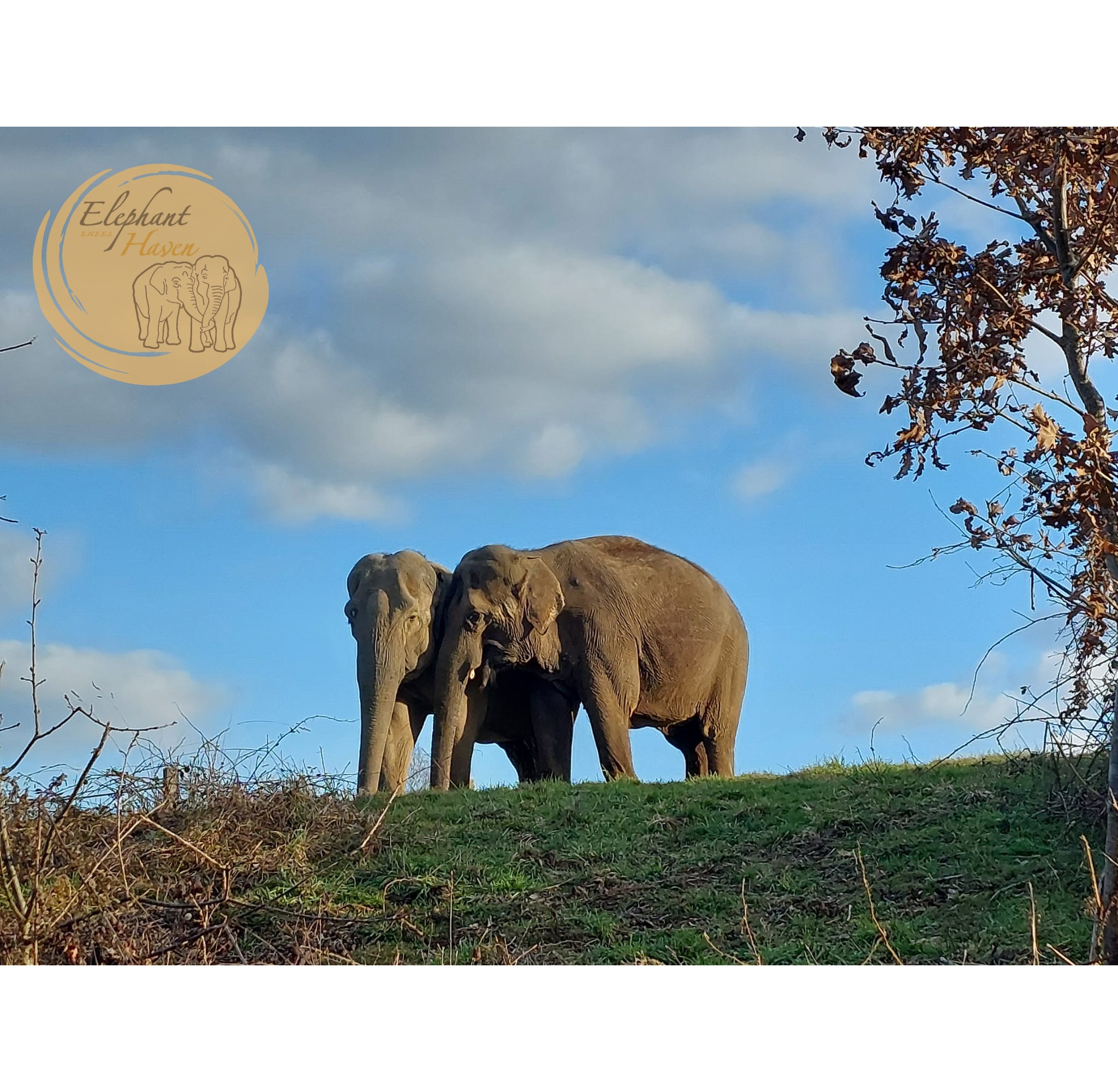 Elephant Haven European Elephant Sanctuary