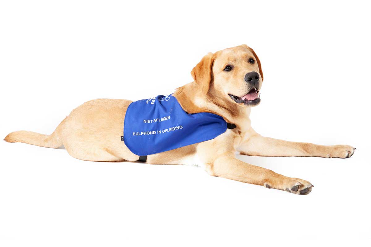 Argos Assistance Dogs