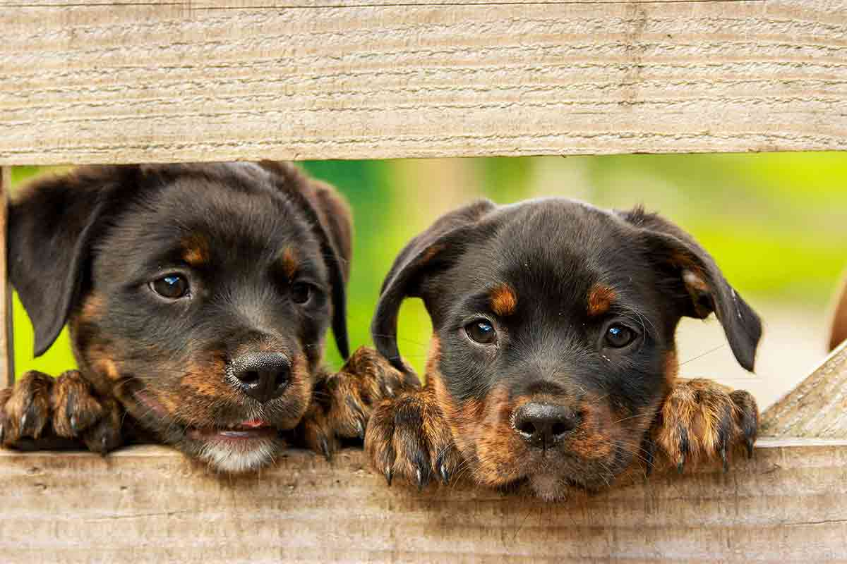 Spaanse Honden in Nood