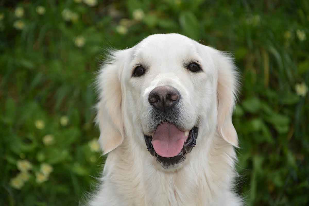 Dierenbescherming Mechelen vzw