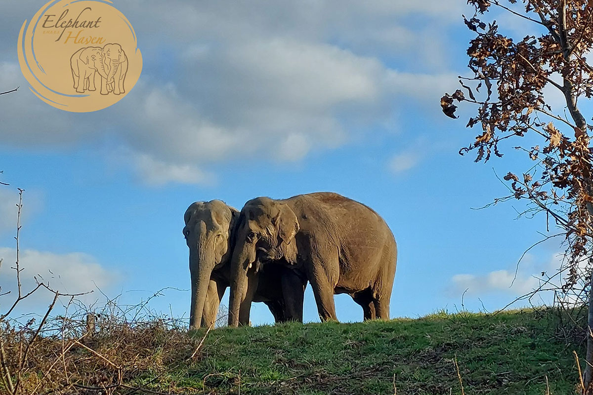 Elephant Haven European Elephant Sanctuary