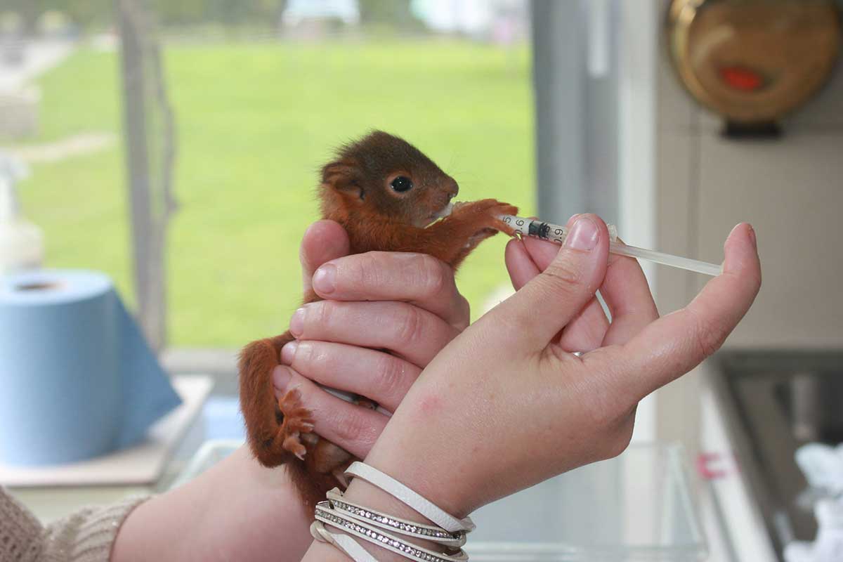 Vogelopvangcentrum Malderen