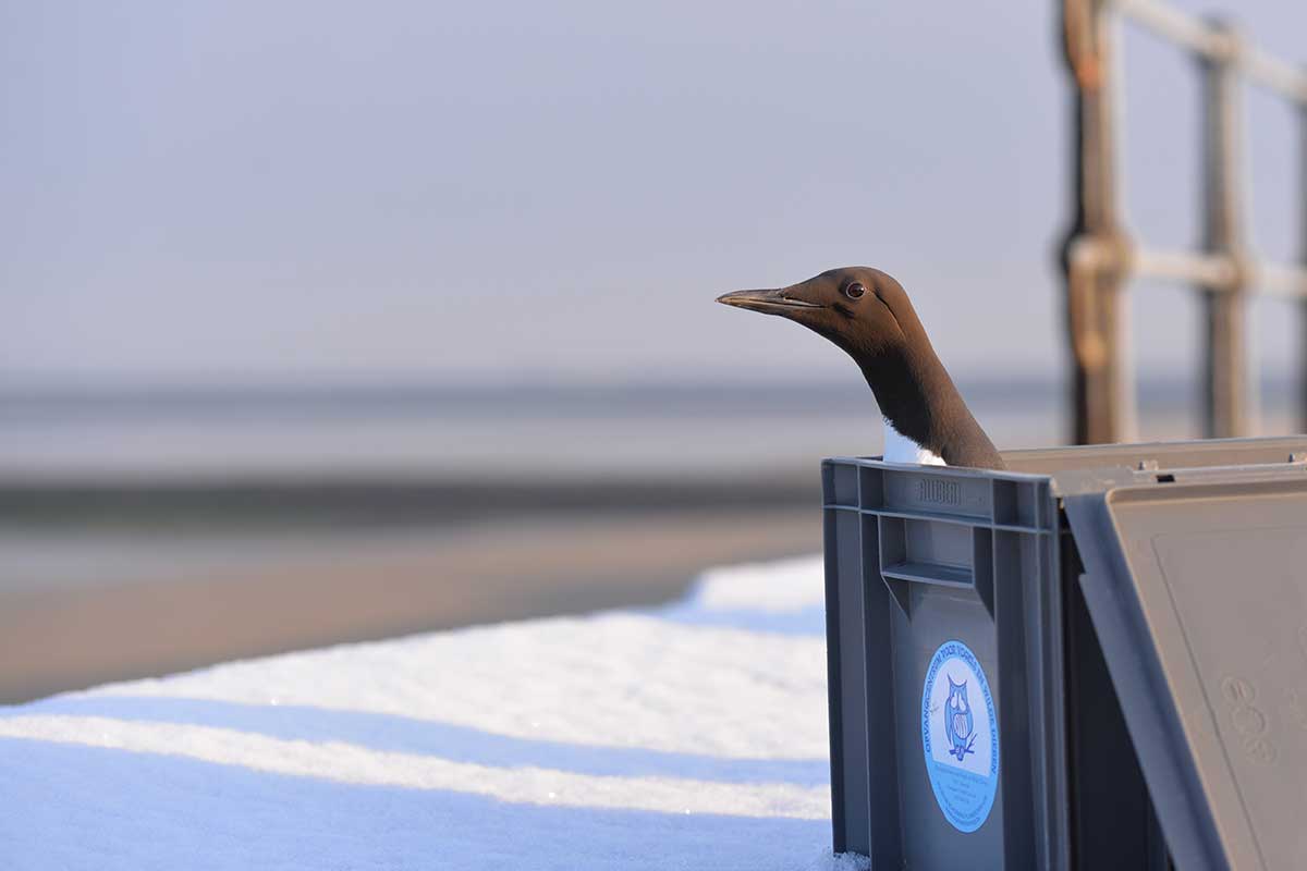 Opvangcentrum Vogels en Wilde Dieren Oostende