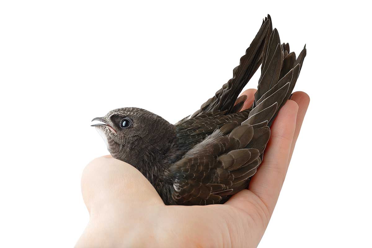 Vogelbescherming Vlaanderen